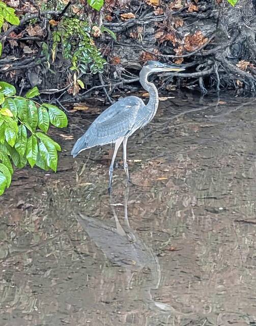 8886689_web1_her-lo-heron-100225