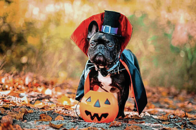8897652_web1_DogHalloween