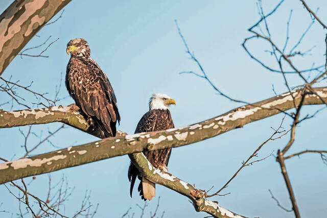8914556_web1_gr-eaglekingston1-100225