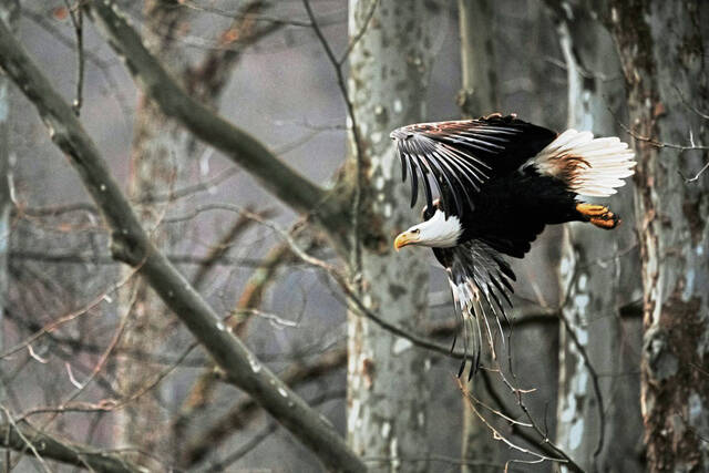 8914556_web1_gtr-eaglekingston2a-100225