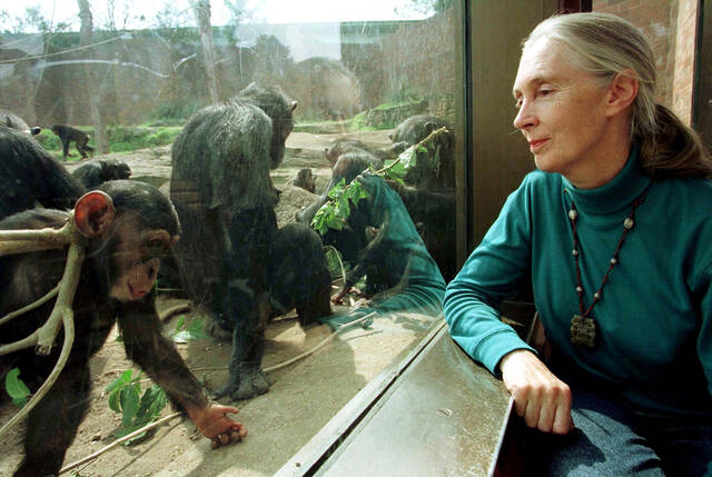 8914681_web1_2025-10-01T182001Z_965394076_RC253HAIYKH0_RTRMADP_3_PEOPLE-JANE-GOODALL