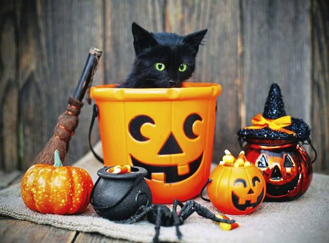 8918087_web1_Halloween-Kitten