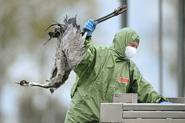 8927944_web1_2025-10-22t133119z_1108910523_rc2zgha55res_rtrmadp_3_health-bird-flu-germany