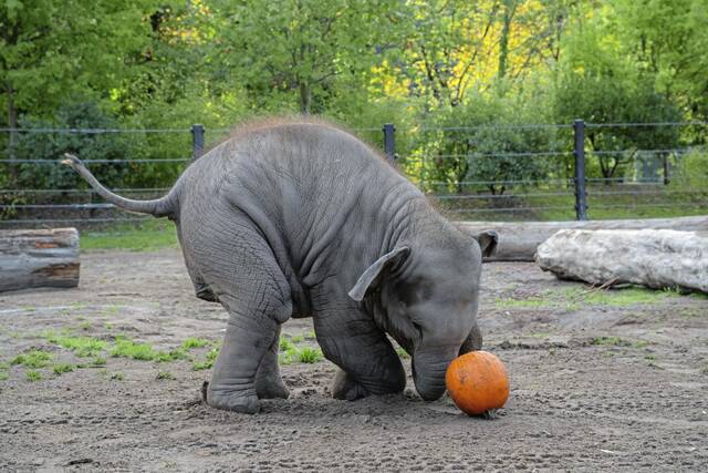 8927947_web1_2025-10-22T174737Z_1951732277_RC26DHAPBSKW_RTRMADP_3_HALLOWEEN-DAY-ELEPHANTS