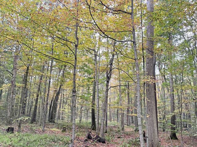 8928126_web1_ptr-FallFoliage-Forest