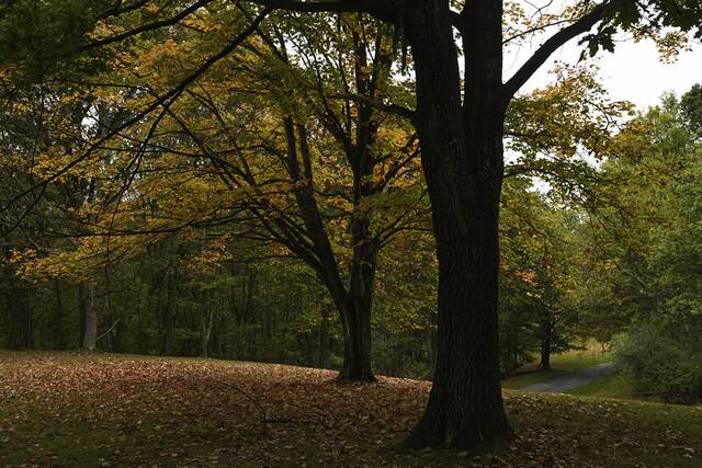8928126_web1_ptr-fallfoliage003-100725