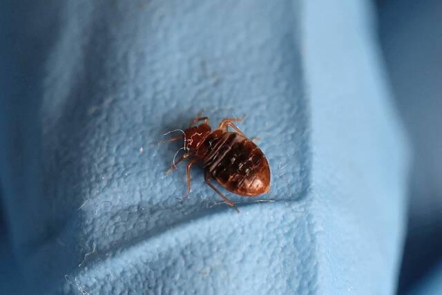 8928218_web1_2023-10-06T172512Z_1768326472_RC2FI3A3OAEF_RTRMADP_3_FRANCE-HEALTH-BED-BUGS