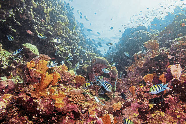 8945615_web1_gtr-wire-A2coral-101225