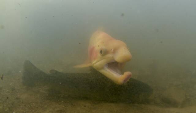 8950618_web1_VND-LO-TroutStocking1-022025