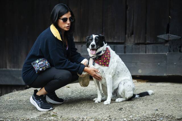 8972096_web1_sew-DogsofSewickley3-100825