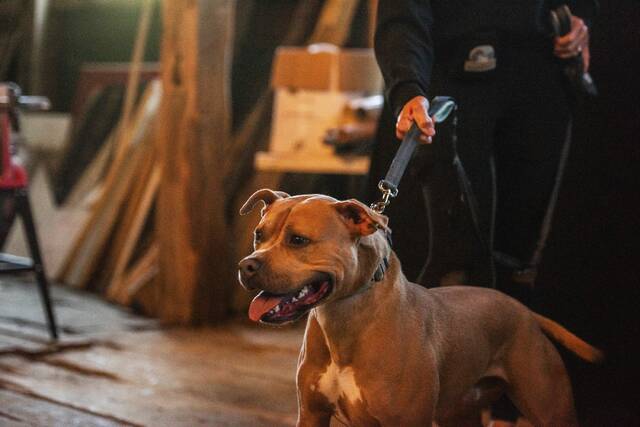 8972096_web1_sew-DogsofSewickley4-100825