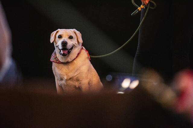 8972096_web1_sew-DogsofSewickley6-100825