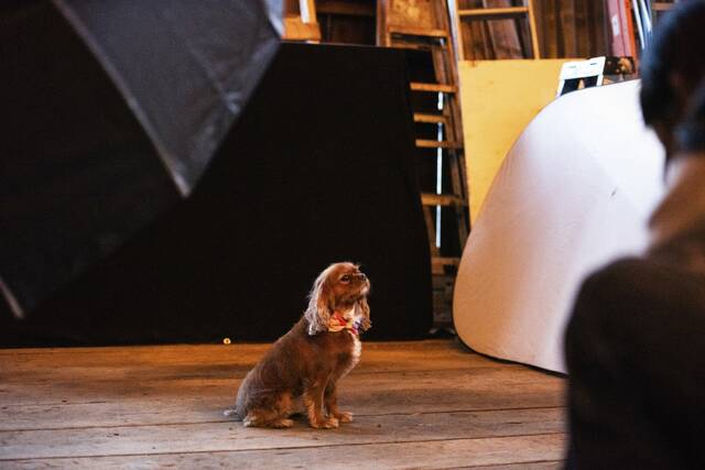 8972096_web1_sew-DogsofSewickley8-100825