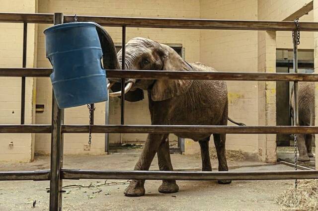8973304_web1_ptr-ElephantSuit-1022251