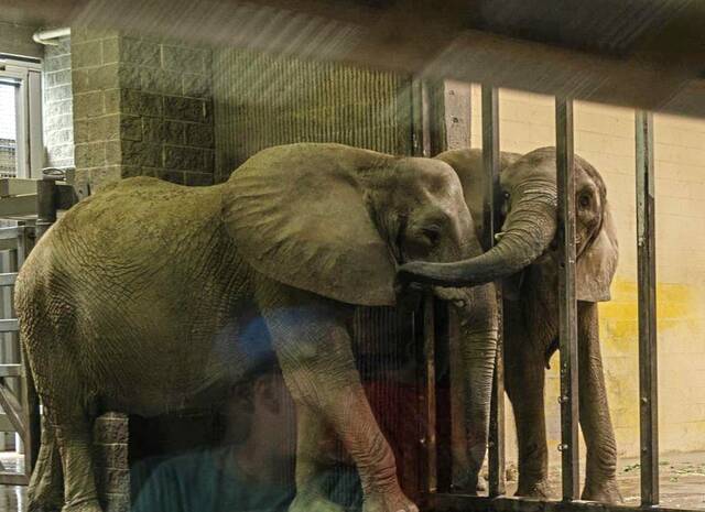 8973304_web1_ptr-ElephantSuit-1022253