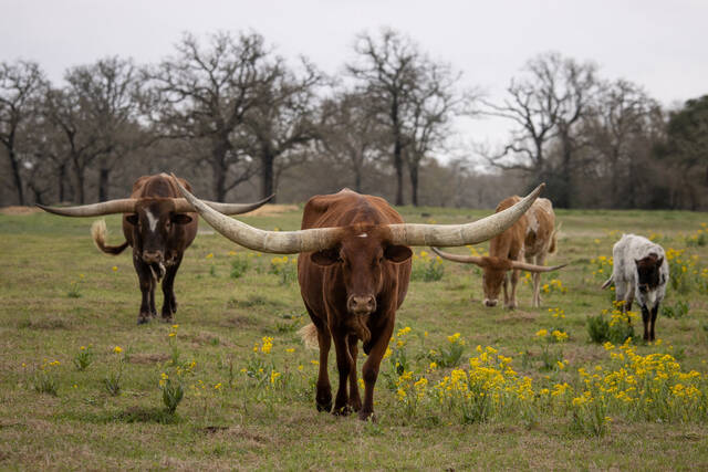 8976966_web1_2025-10-22T180118Z_523450459_RC2A7T912PWJ_RTRMADP_3_USA-TRUMP-TARIFFS-CATTLE