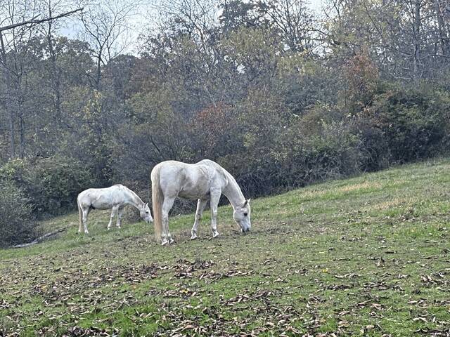 8979968_web1_sew-LO-Horses 8979968_web1_sew-LO-Horses