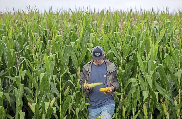 U.S. corn crop could be the biggest ever. That’s terrible news for America’s farmers.​