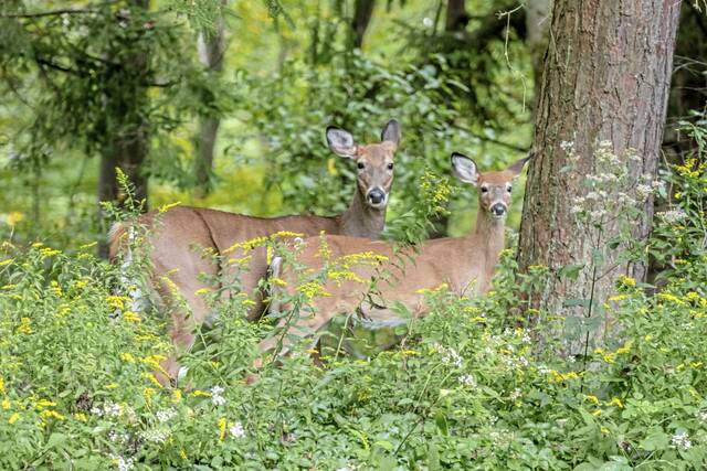 8989750_web1_web-DeerPaWoodsH 8989750_web1_web-DeerPaWoodsH