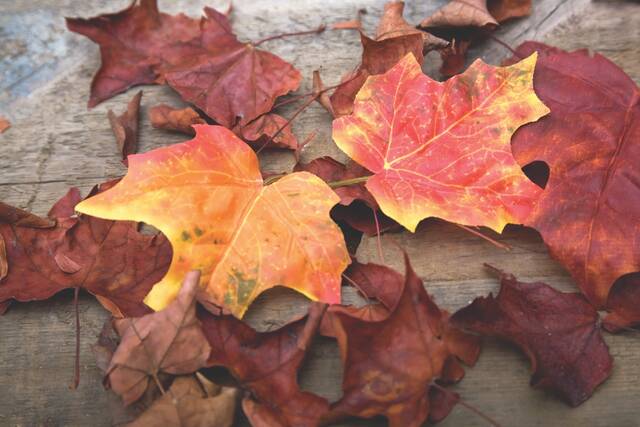 8995375_web1_web-leaves