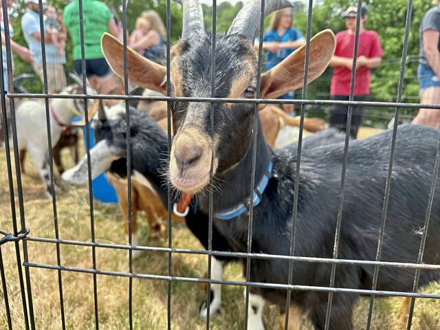 9025171_web1_vnd-GoatReading-072524