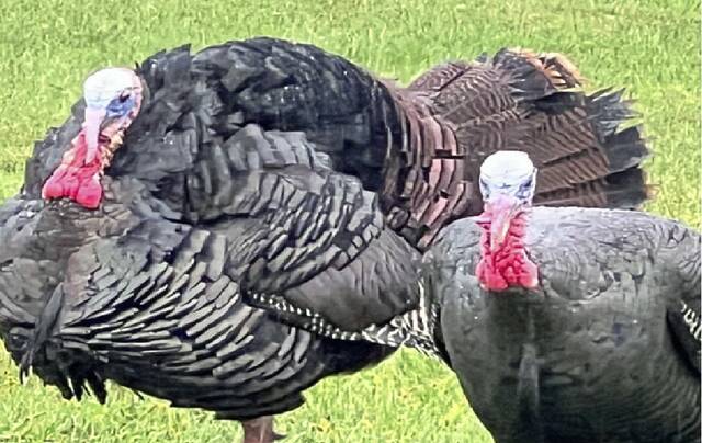 9025563_web1_Turkeys-WEB