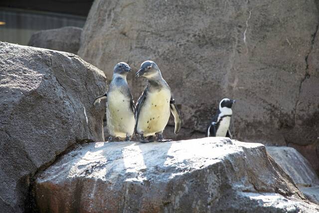 9026591_web1_part-nativeaviarywinterpenguins-111725