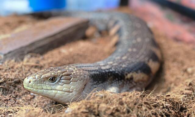 9026591_web1_part-nativeaviarywinterskink-111725