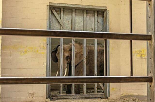 9035215_web1_ptr-ElephantSuit-1022252