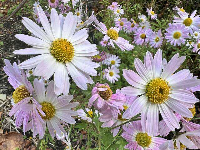 9035282_web1_her-lo-flowers-112025