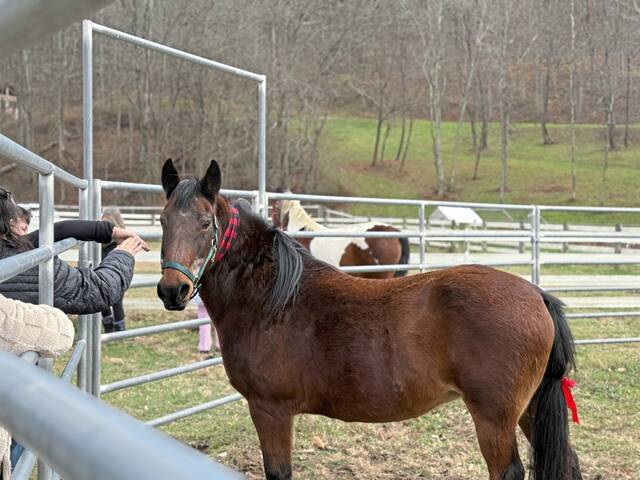 9047285_web1_gtr-horserescuefundraiser-111725-4