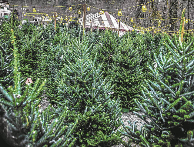 9054403_web1_web-christmastree