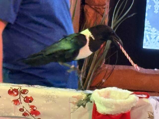 9061878_web1_ptr-aviaryholidayshow2