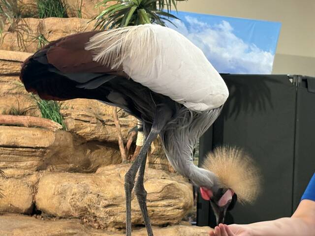 9061878_web1_ptr-aviaryholidayshow4