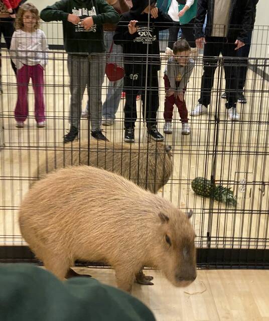 9063716_web1_pcj-HolidayCapybara-121125