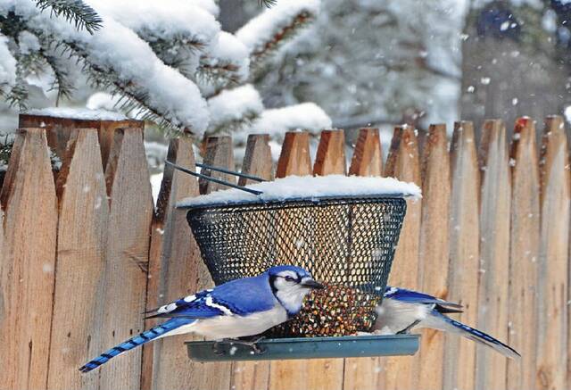 9067217_web1_Blue-Jays-WEB