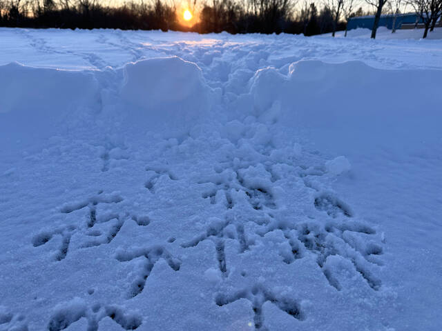 9086002_web1_9086002-739dff194bad484d958de37eb8f51b21