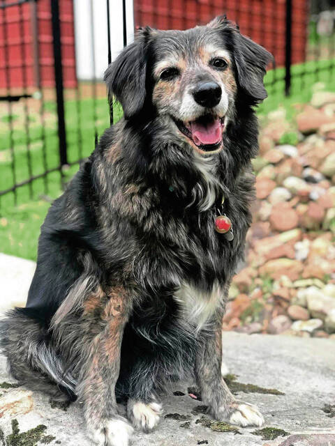 8994920_web1_ptr-petvaccine-120725-2