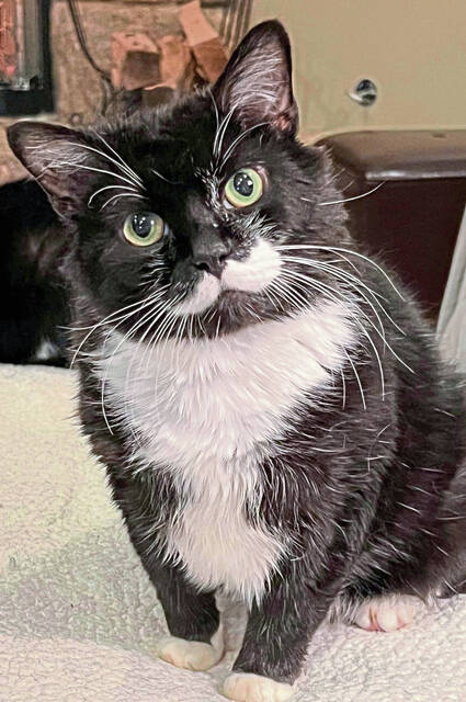 8994920_web1_ptr-petvaccine-120725 8994920_web1_ptr-petvaccine-120725