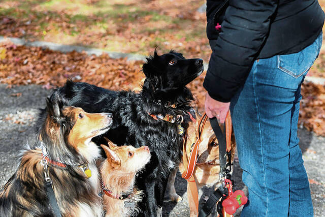 8994920_web1_ptr-petvax003-112325