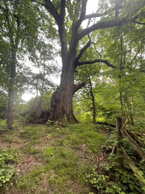 9081709_web1_pcj-ScoutBeforeTree-121125