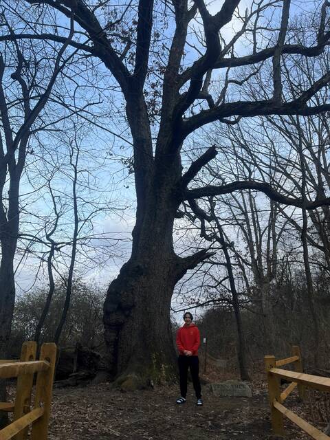 9081709_web1_pcj-ScoutWithTree-121125