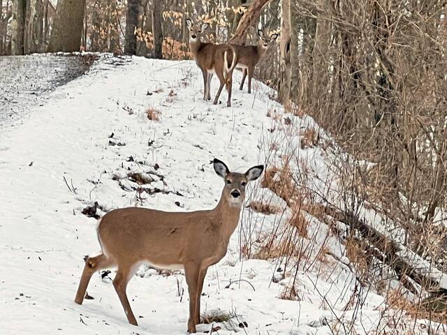 9121314_web1_Deer-in-Leechburg
