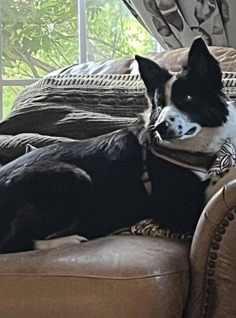 9121379_web1_gtr-DogLicense-121225