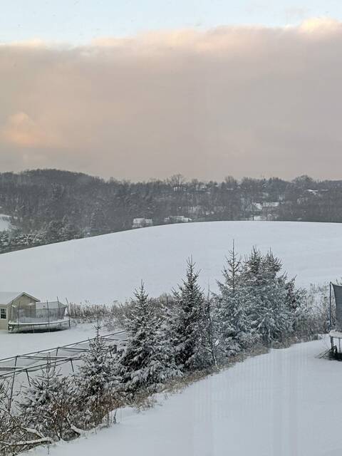 9128028_web1_Snow-Plum-121425-2