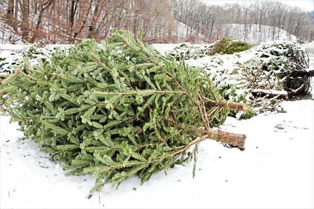 The Stroller, Dec. 29, 2025: Events in the Alle-Kiski Valley