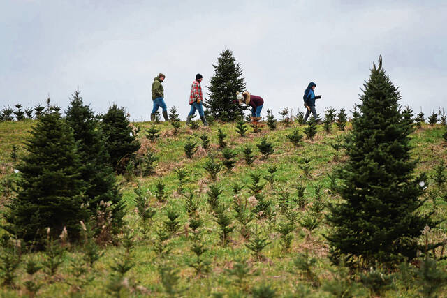 Recycle your Christmas trees here in Allegheny County