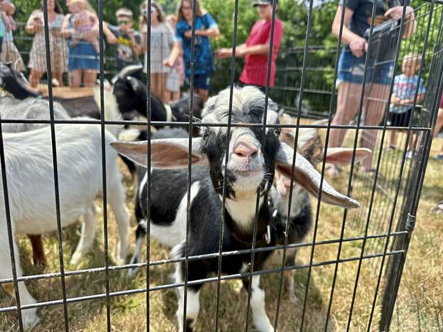 Annual Oakmont Christmas tree collection to benefit goats