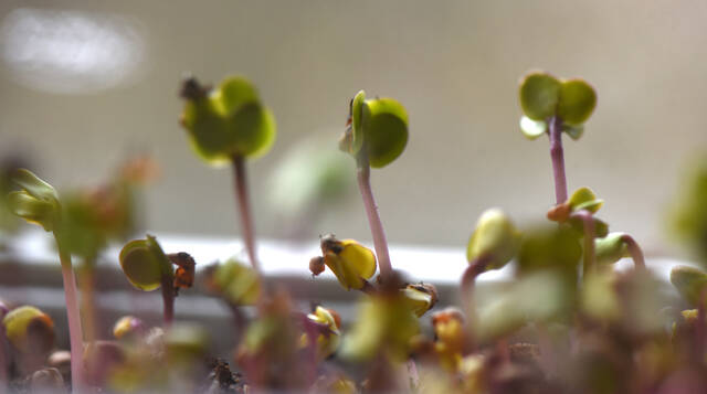 In brief: Happenings across the North Allegheny Journal area