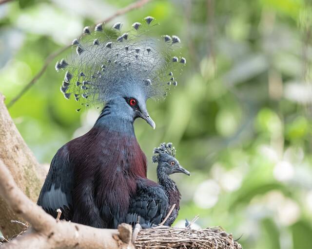 9180945_web1_part-aviaryjanmike2-011226